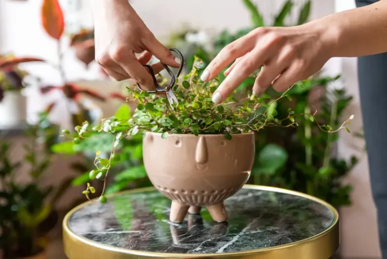 Maintenance Tips for Urban Gardens