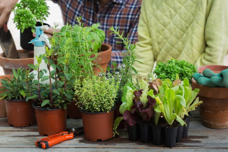 Choosing the Right Plants for Small Spaces
