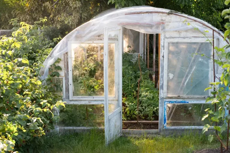 Future Trends in Urban Gardening