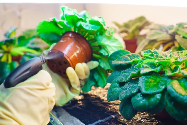 Pest Control in Urban Gardening