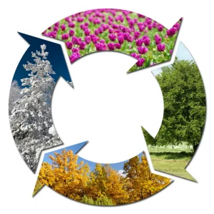 Seasonal Planting for Year-Round Gardening