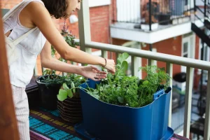 urban gardening