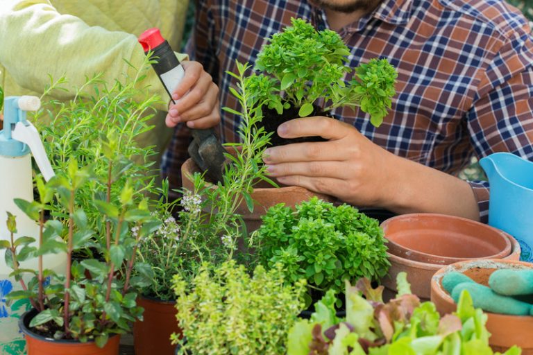 Urban Gardening: A Comprehensive Guide