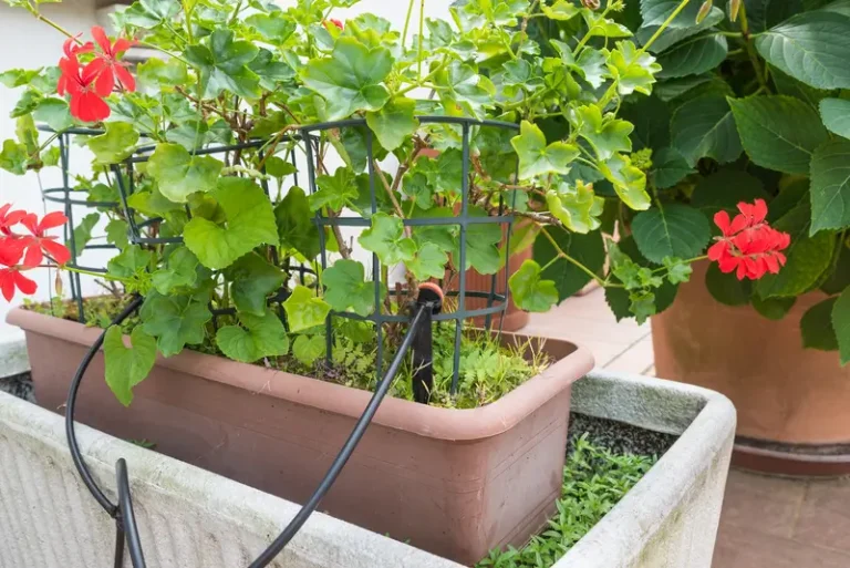 Watering Solutions for Urban Gardens