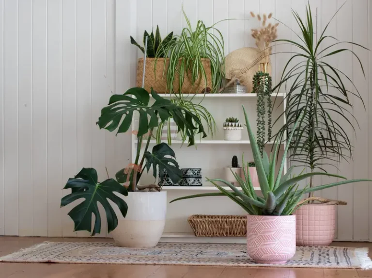 Choosing the Right Plants for Indoor Gardening
