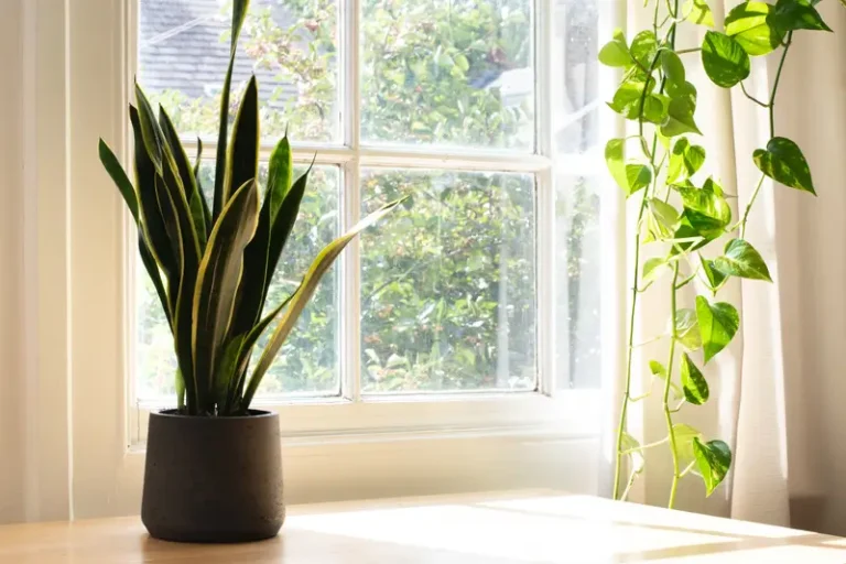 Overcoming Common Challenges in Indoor Gardening