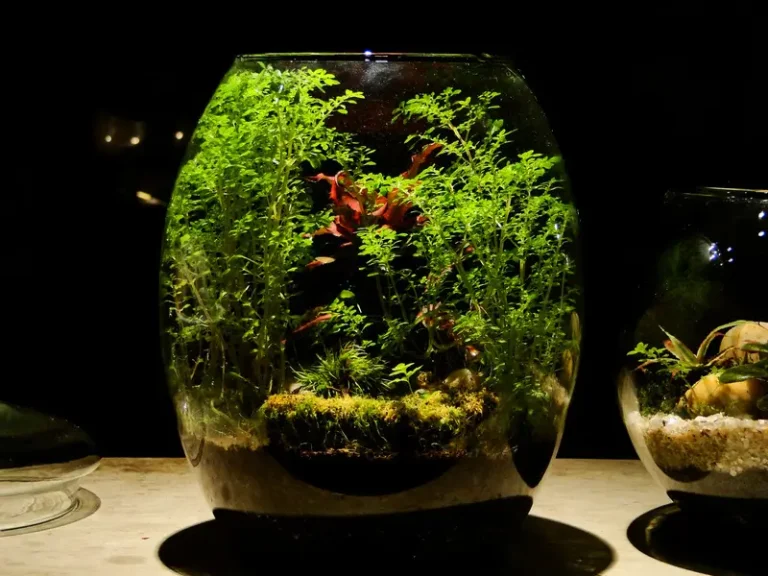 Creative Ideas for Indoor Gardening