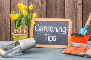 gardening tips
