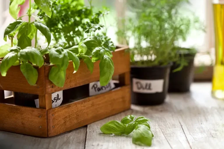 Setting Up Your Indoor Garden