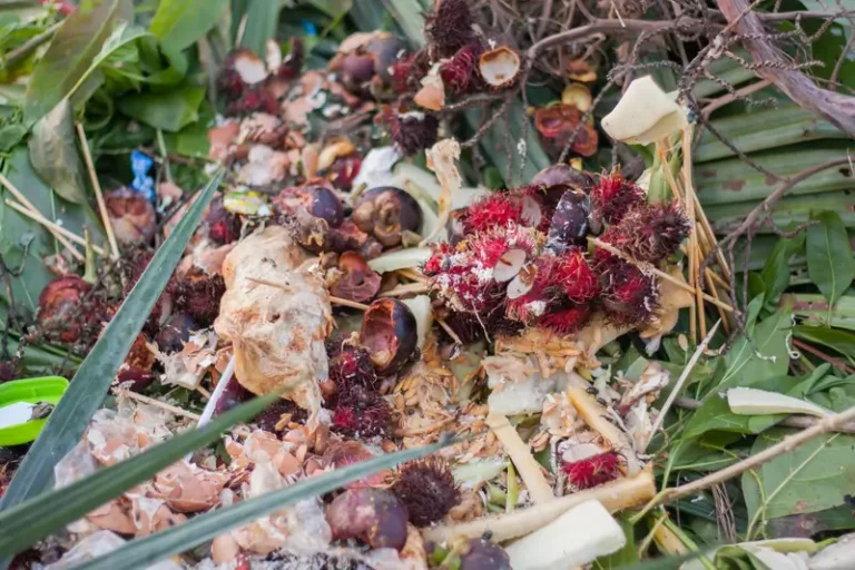Kitchen Waste, Organic Waste