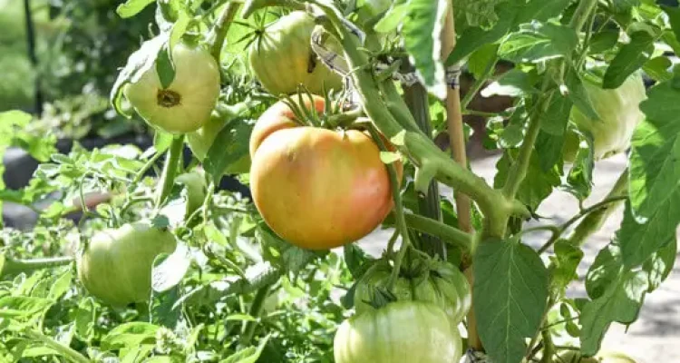 Incorporating Edible Plants Incorporating Edible Plants